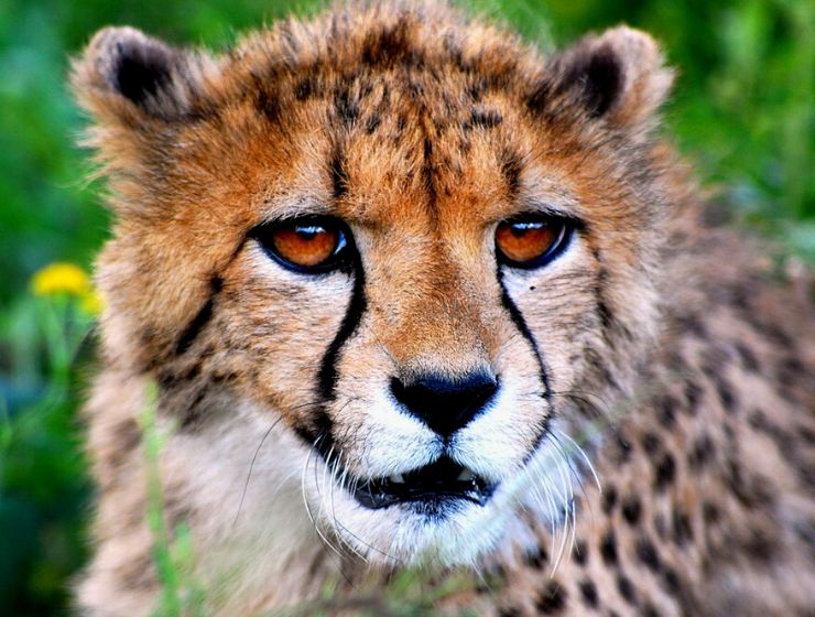 Cheetah, wildlife, namibia, india