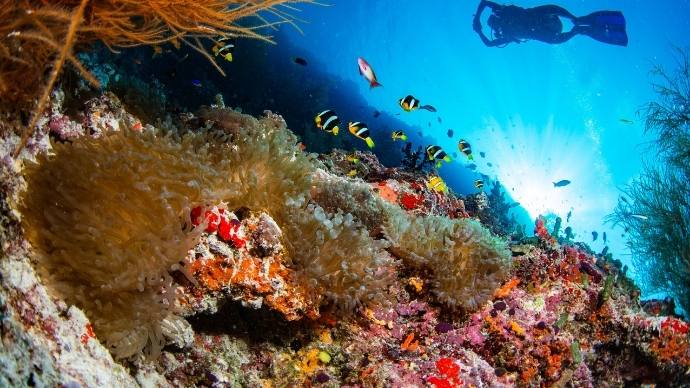 Review: Master The Art Of Idling At Noku Maldives 8 Scuba diving