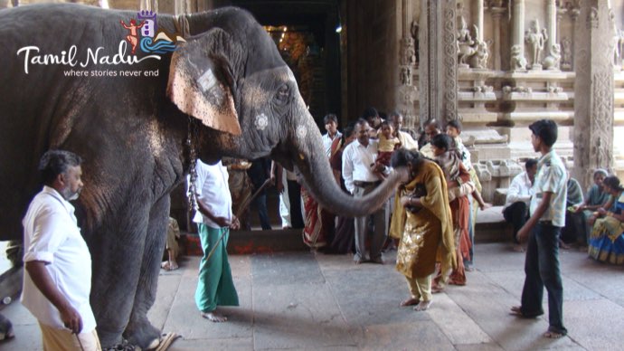 The temple elephant blesses a devotee in meenakshi temple. Photo credit: ttdc