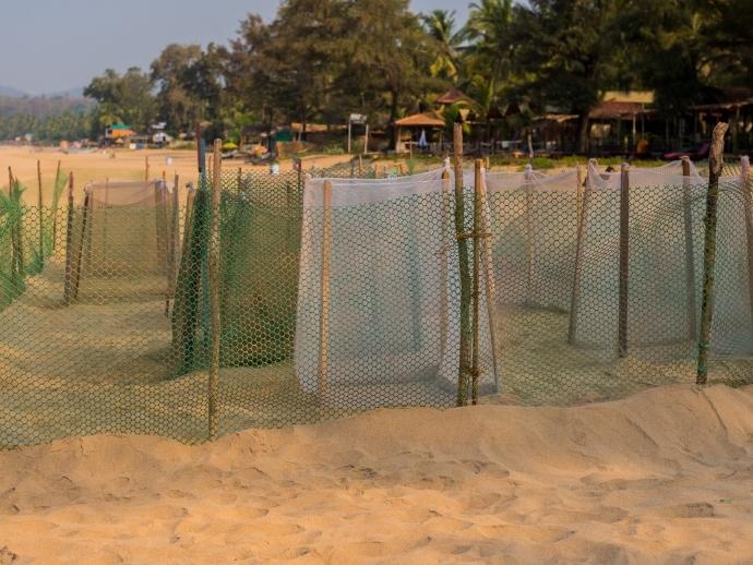 South Goa On A Platter: The Sogo That No One Knows! 9 Agonda beach turtle spotting