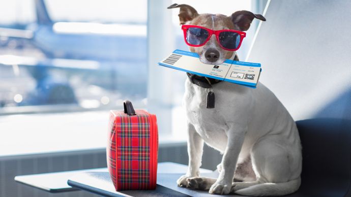 Good News, Pawrents! Akasa Air To Allow Pets On Board As An Inclusive Travel Experience 1 Akasa air's pet policy