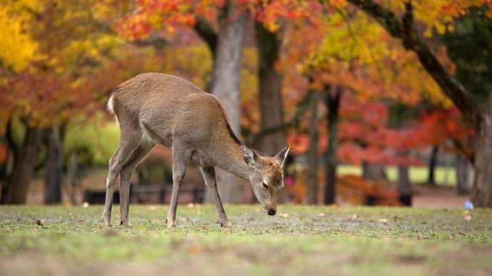 Forget Sakura Season! Here'S Why You Must Visit Kyoto During Fall 4 Nara park