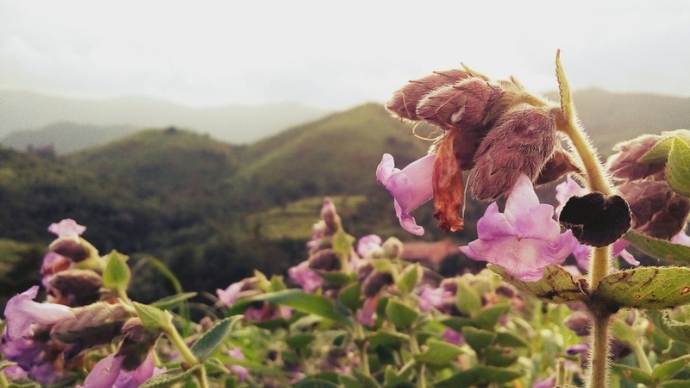 Neelakurinji Bloom: Painting The Town Purple! 1 Neelakurinji