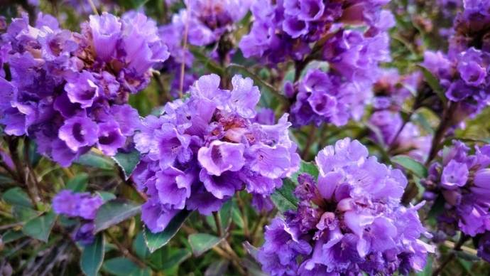 Neelakurinji Bloom: Painting The Town Purple! 4 Rare flower blooming in chikkamangluru