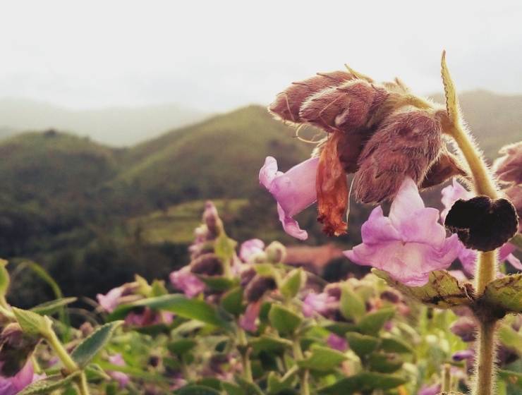 Neelakurinji