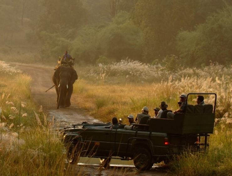 Taj safaris