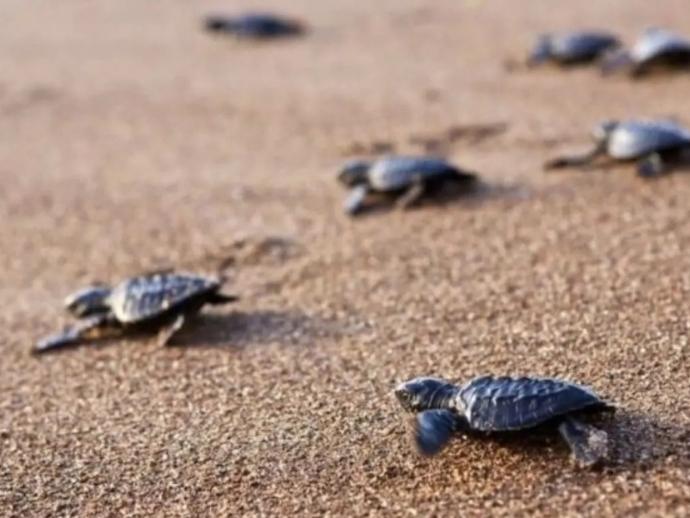 South Goa On A Platter: The Sogo That No One Knows! 10 Turtle spotting agonda beach