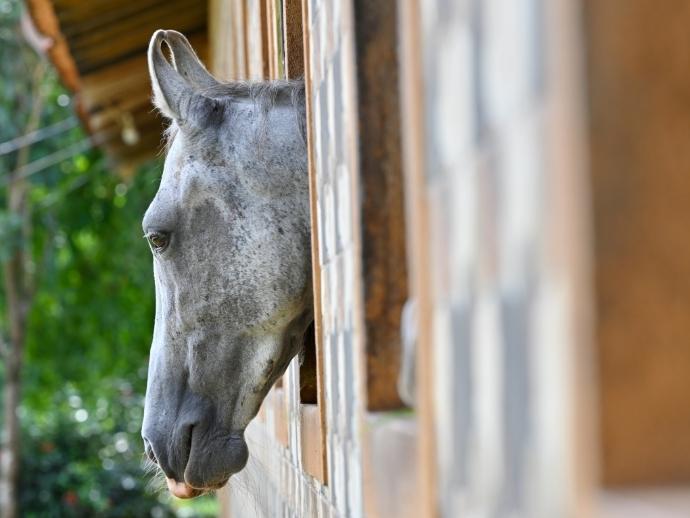 How Marwari Horses Came To Be In Tarakol: Hear It Straight From The Horse’s Mouth! 3 Horses, tarakol, goa