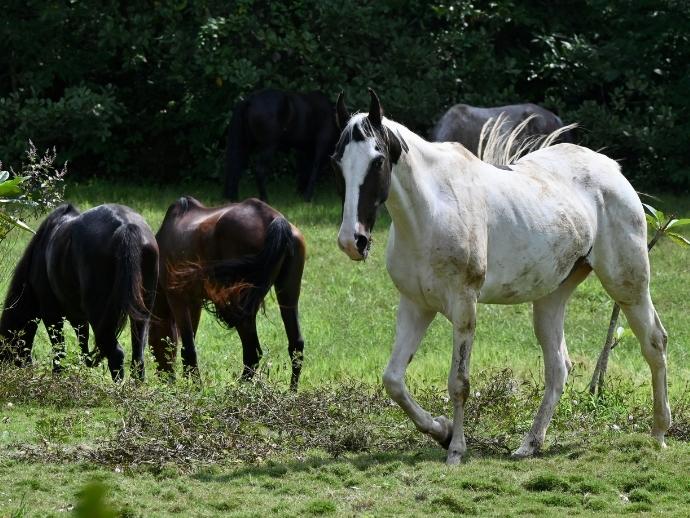 How Marwari Horses Came To Be In Tarakol: Hear It Straight From The Horse’s Mouth! 5 Horses, tarakol, goa