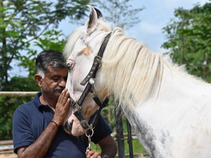 How Marwari Horses Came To Be In Tarakol: Hear It Straight From The Horse’s Mouth! 6 Horses, tarakol, goa