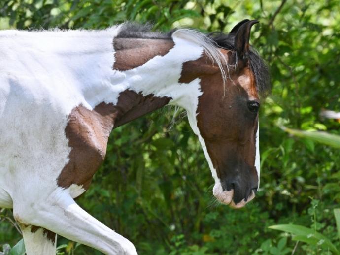 How Marwari Horses Came To Be In Tarakol: Hear It Straight From The Horse’s Mouth! 7 Horses, tarakol, goa