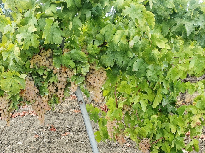 Marsala vineyard