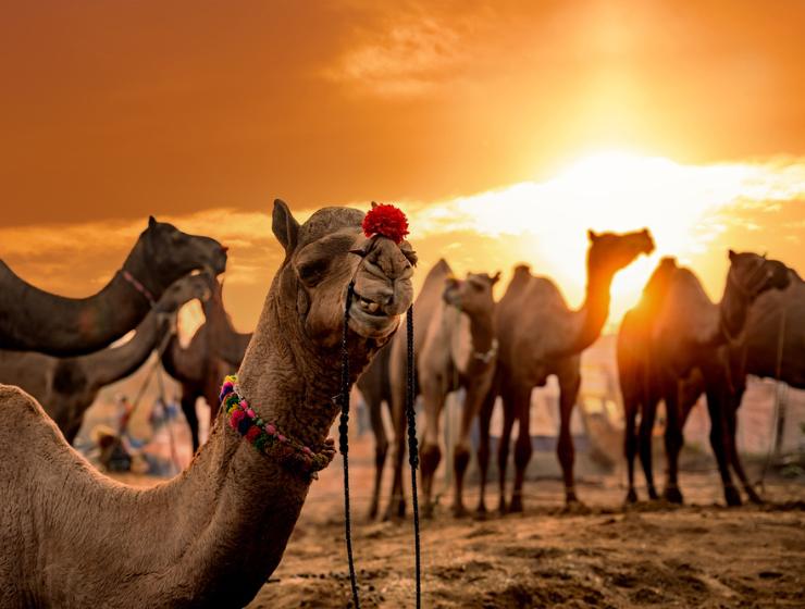 Pushkar mela
