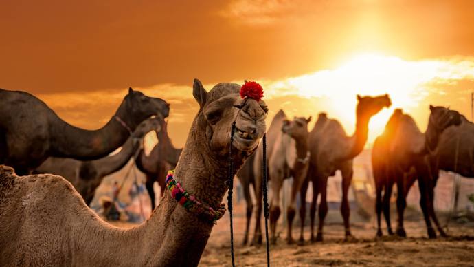 Pushkar mela 2022
