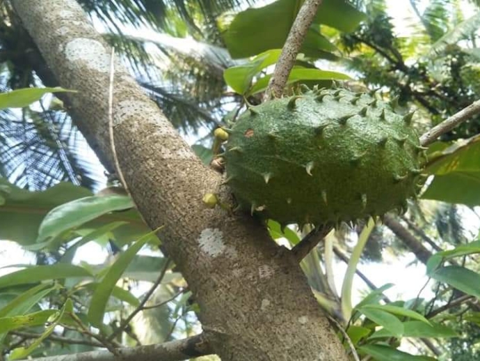 Enjoy A Different Goa At This Eco-Farm 6 Nv farm 5