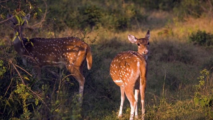 Sariska: Of Wild Encounters And A Vanishing Heritage 2 Sariska