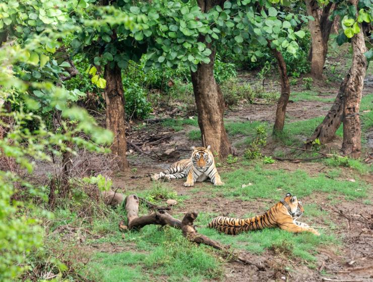 Sariska