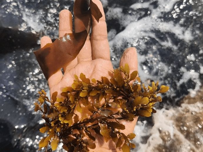 Masque Meets Ahilya By The Sea: Unexpected Local Ingredients May Be Changing The Future Of Sustainable Gastronomy 2 Seaweed harvesting by the good ocean. Image: instagram.